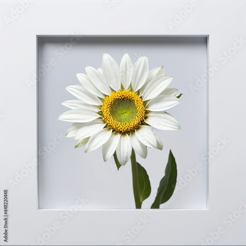 Flower in a white frame against a white background