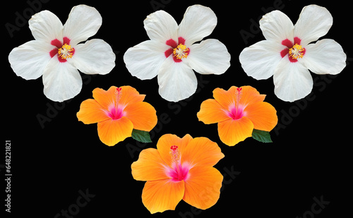 Closeup of collage white orange hibiscus flower blossom blooming isolated on black background, stock photo, spring summer flower, six plants