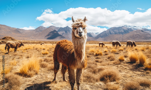 Close-up llama stands tall in a vast field.