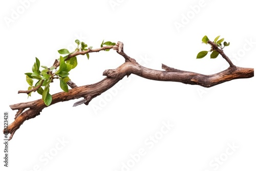 One cut Tree branch with green leaves, realistic twisted isolated on white background