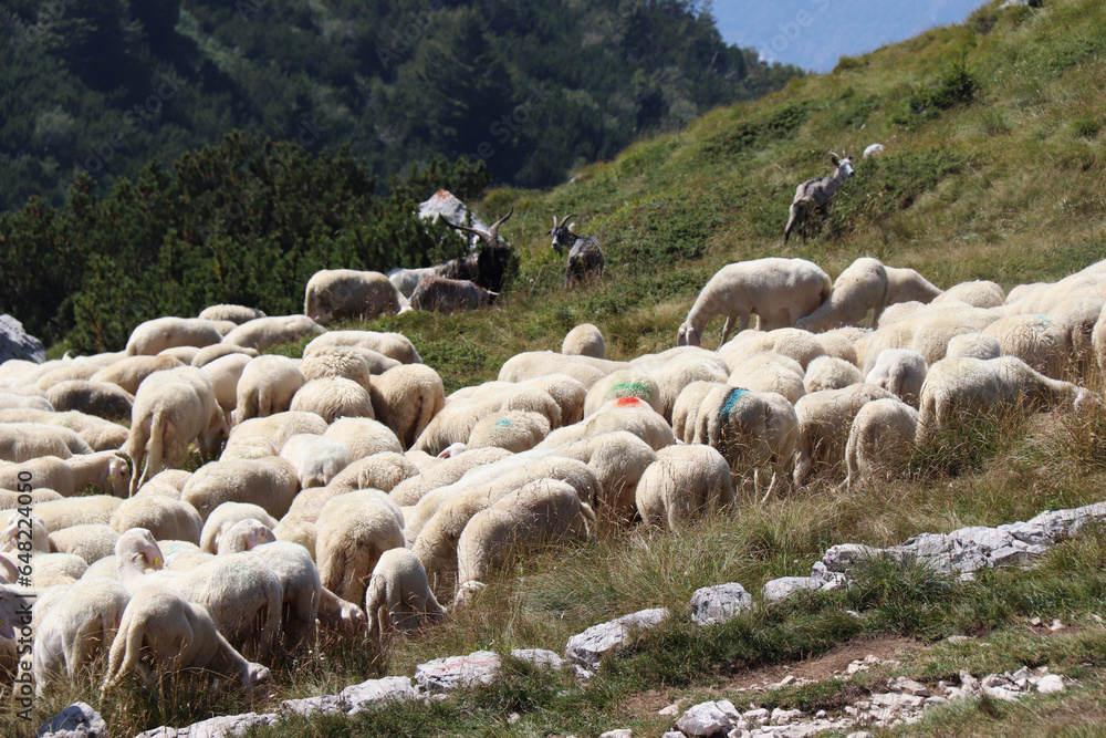 Fototapeta premium PECORE AL PASCOLO IN MONTAGNA