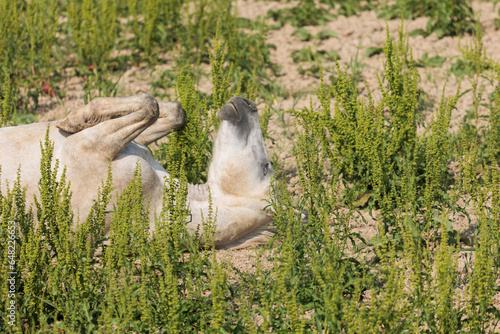 One adult white horse in carmarque on a green meadow rolling on the ground photo