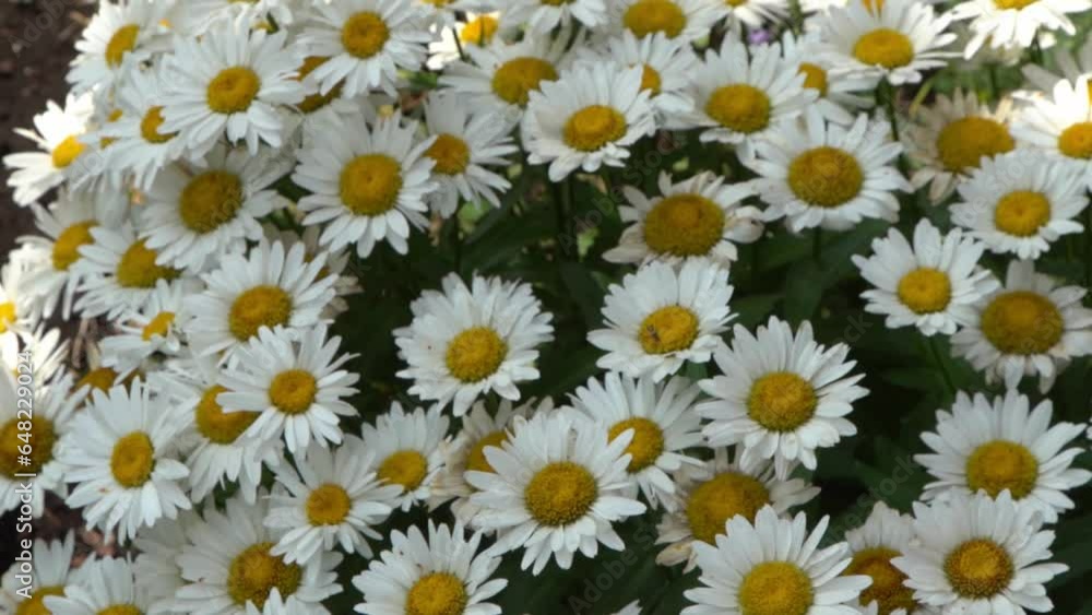 A bush of white daisies in the garden. Summer flower. Gardening. Buds close up. Chamomile petals. Floral background. Flora plant A bush of white daisies in the garden. Summer flower. Gardening. Buds close up. Chamomile petals. Floral background. Flora plant