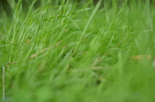 Emerald Elegance: Macro Photography of Dew on Green Grass