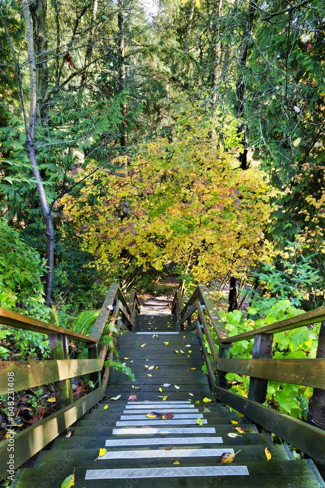 Stairway Leading Down Into The Forest In Autumn; Vancouver, British Columbia, Canada Stairway Leading Down Into The Forest In Autumn; Vancouver, British Columbia, Canada
