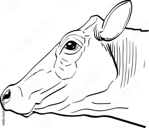 Holstein cow head on realistic line art vector black and white dairy cow without horns closeup side view ready for printing	