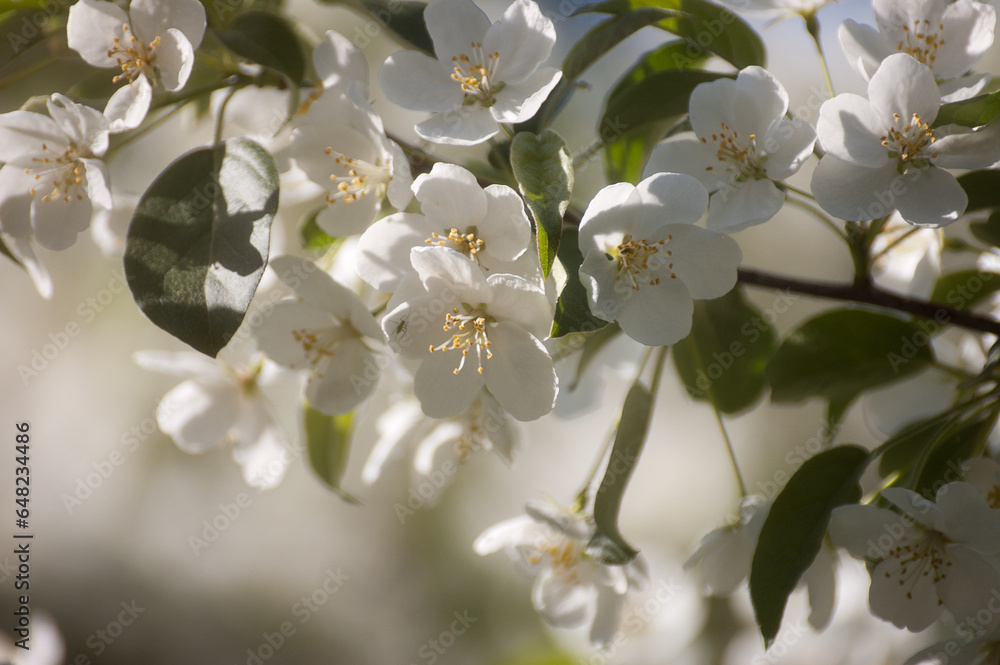 white flowers of a flowering tree in summer white flowers of a flowering tree in summer
