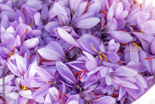 Harvesting the saffron flower. After collection flower buds. Big quantity.