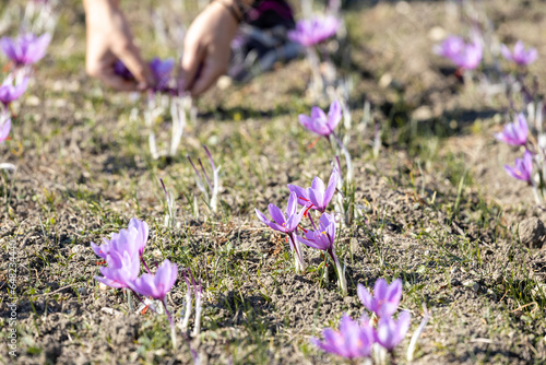 purple crocus flowers harvesting  (Saffron)