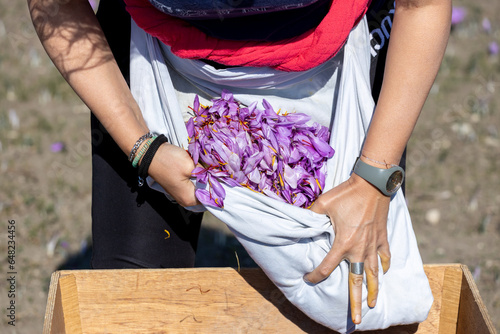 Harvesting the saffron flower. After collection flower buds. Big quantity.