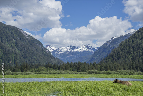 Grizzly Bear (Ursus Arctos Horribilis) Walking In Sedge Grass, Khutzymateen Bear Sanctuary; British Columbia, Canada photo