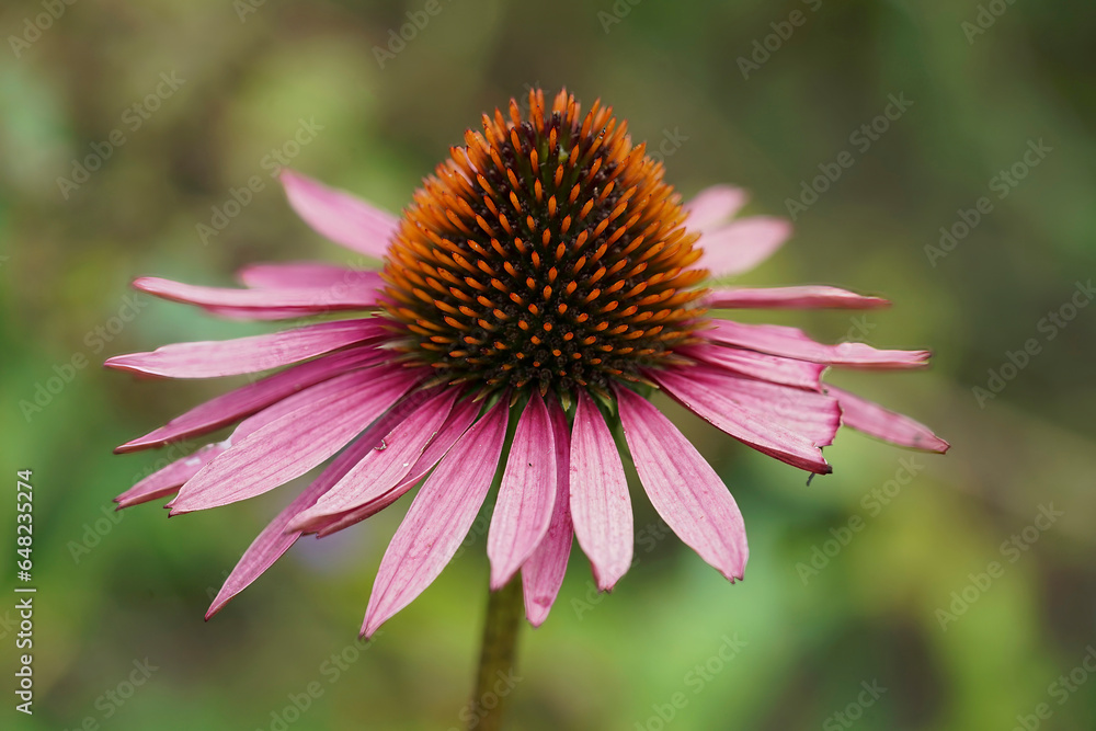 Closeup on a pink colored cone-flower, Echinacea purpurea Closeup on a pink colored cone-flower, Echinacea purpurea