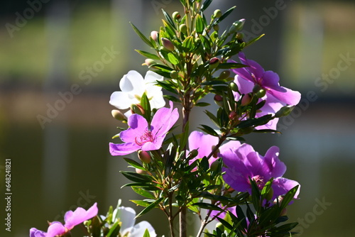 purple and white flowers