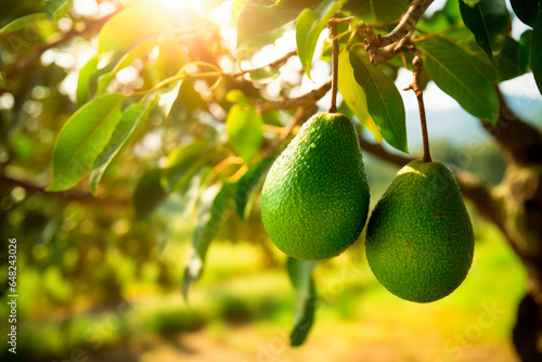 Organic avocado hanging from a tree branch in an orchard background. Copy space