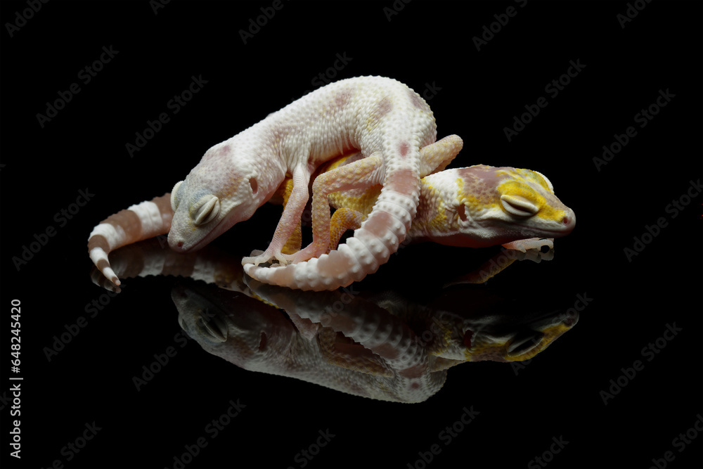 Obraz premium leopard gecko lizard isolated on black, eublepharis macularius