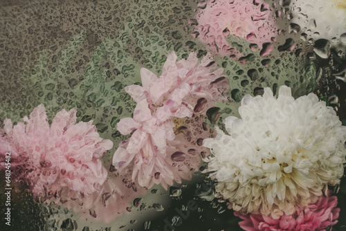 Chrysanthemum flowers behind the wet glass. Flowers in the moist window.