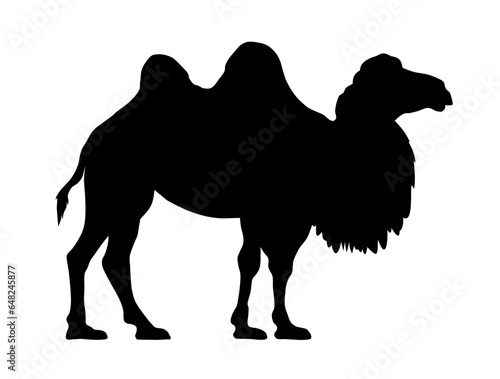 Camel