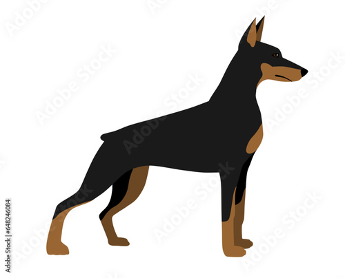 Doberman