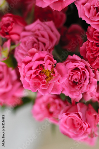 Small pink bush roses on a white background with a place for text © ir1ska