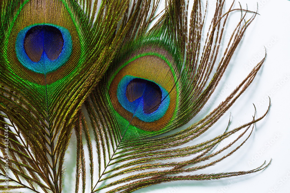 Fototapeta premium Macro peacock feathers isolated on white background,