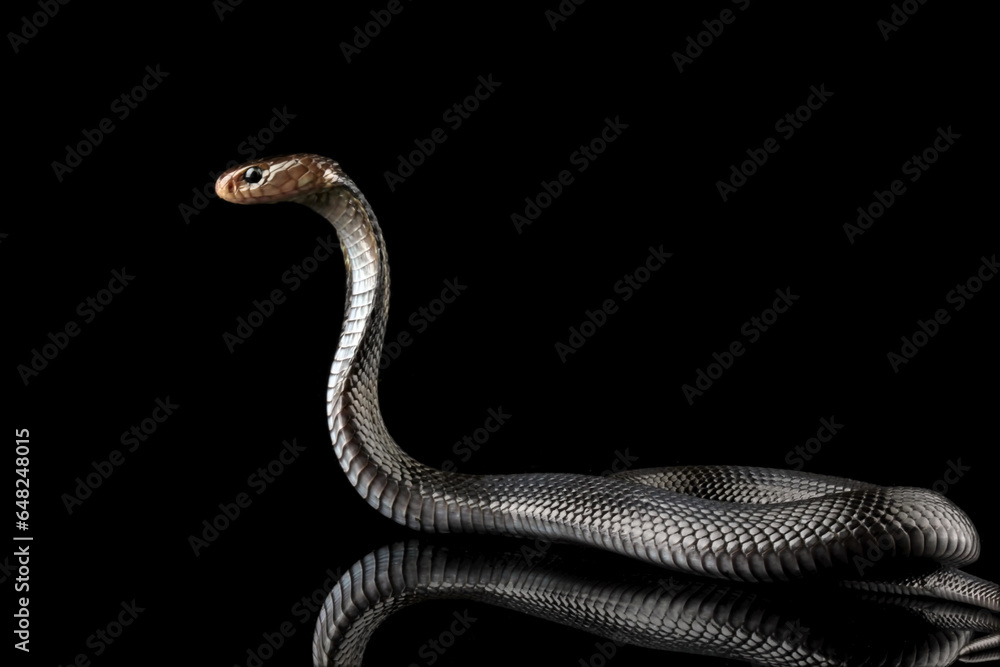Fototapeta premium Javanese cobra snake isolated on black background, snake habitat in Java Indonesia, Naja sputatrix