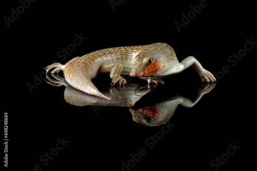 Sandfish lizards can be seen all over their bodies  Sandfish lizard isolated on black  Scincus scincus 