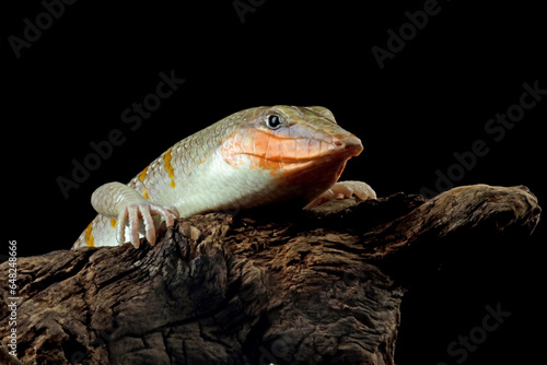 Sandfish lizards can be seen all over their bodies, Sandfish lizard isolated on black (Scincus scincus) photo