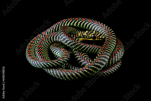 Flying snake or gliding snake isolated on black background, Chrysopelea photo