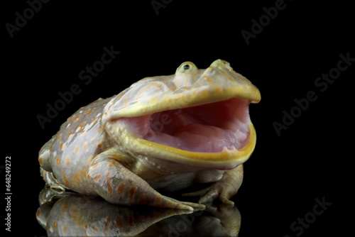 Schilderij op canvas Close-up of freddy krueger frogs, Lepidobatrachus laevis on black background