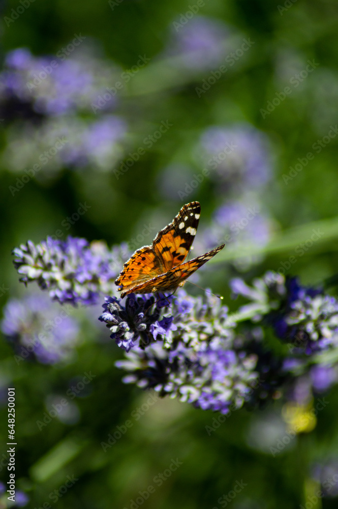 Mariposa Posándose en una Flor de Lavanda Mariposa Posándose en una Flor de Lavanda