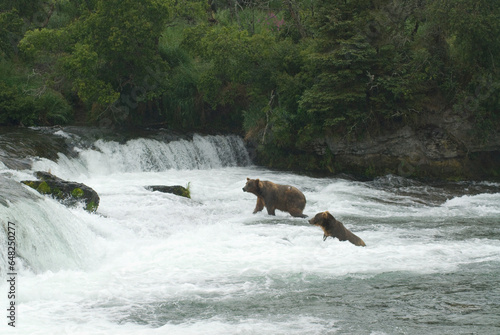 Brown bears (ursus arctos) fishing for salmon at brook falls in katmai national park; Alaska united states of america photo