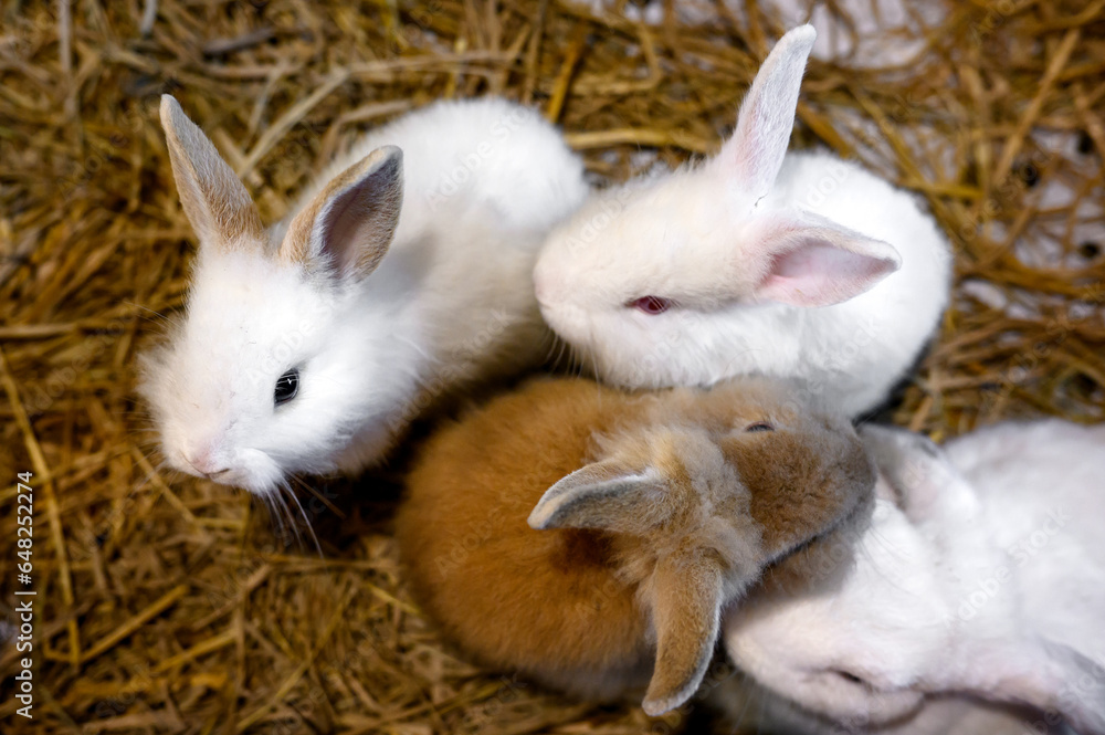 Obraz premium white rabbit on the floor