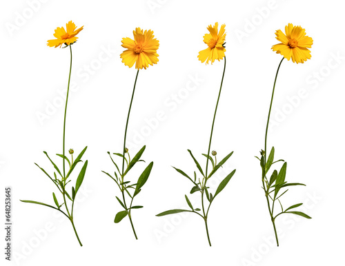 Four yellow flower of Lanceleaf Coreopsis  in different angles. Set of elements for creating design, postcards, patterns, floral arrangement, wedding cards and invitation. 