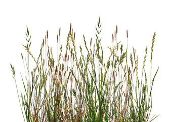 Meadow grass border with spikelets isolated on white background. Meadow grass frame. Dry meadow grass with fluffy spikelets.