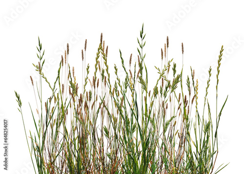 Meadow grass border with spikelets isolated on white background. Meadow grass frame. Dry meadow grass with fluffy spikelets.