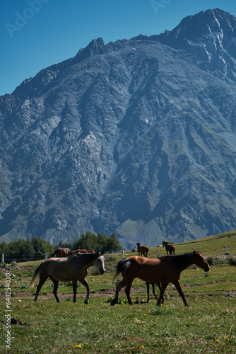 Stepantsminda village, Kazbegi. A herd of Georgian horses graze on the green grass against the backdrop of the rocky mountains in summer. Free horses on a walk.