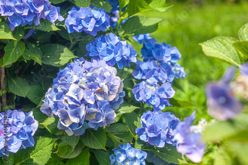 紫陽花