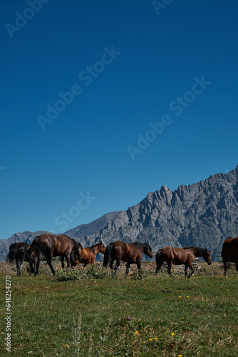 Stepantsminda village, Kazbegi. A herd of Georgian horses graze on the green grass against the backdrop of the rocky mountains in summer. Free horses on a walk. © Ekaterina
