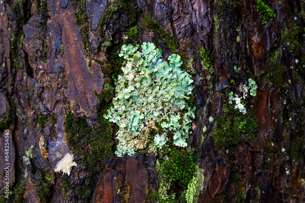 green lichen and moss on tree green lichen and moss on tree