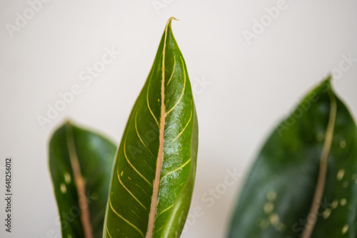 Green leaves on a Neutral Background