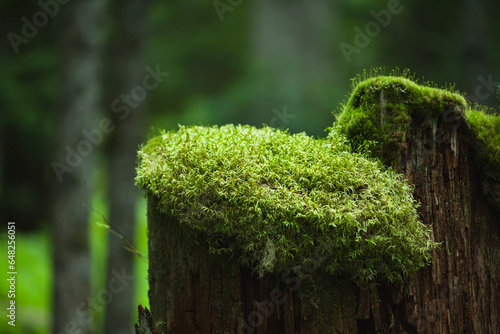 A moss cap covers the top of an old tree stump; British columbia, canada photo