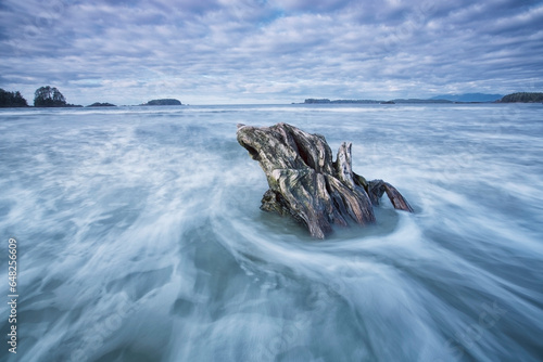 The tide coming in and flowing around a sunken piece of driftwood, chesterman beach; Tofino, vancouver island, british columbia, canada photo