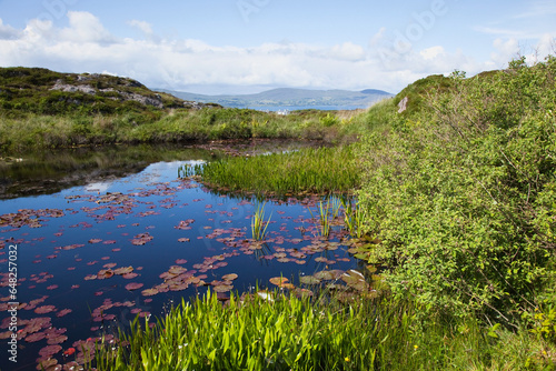 Lily pads floating in a tranquil pond with a view of dunmanus bay; County cork, ireland photo