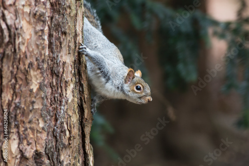 A grey squirrel making it's way down a tree trunk; Middlesborough teeside england photo