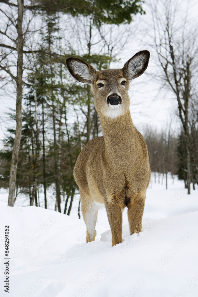White-tailed deer (odocoileus virginianus) in captivity omega park; Montebello quebec canada White-tailed deer (odocoileus virginianus) in captivity omega park; Montebello quebec canada