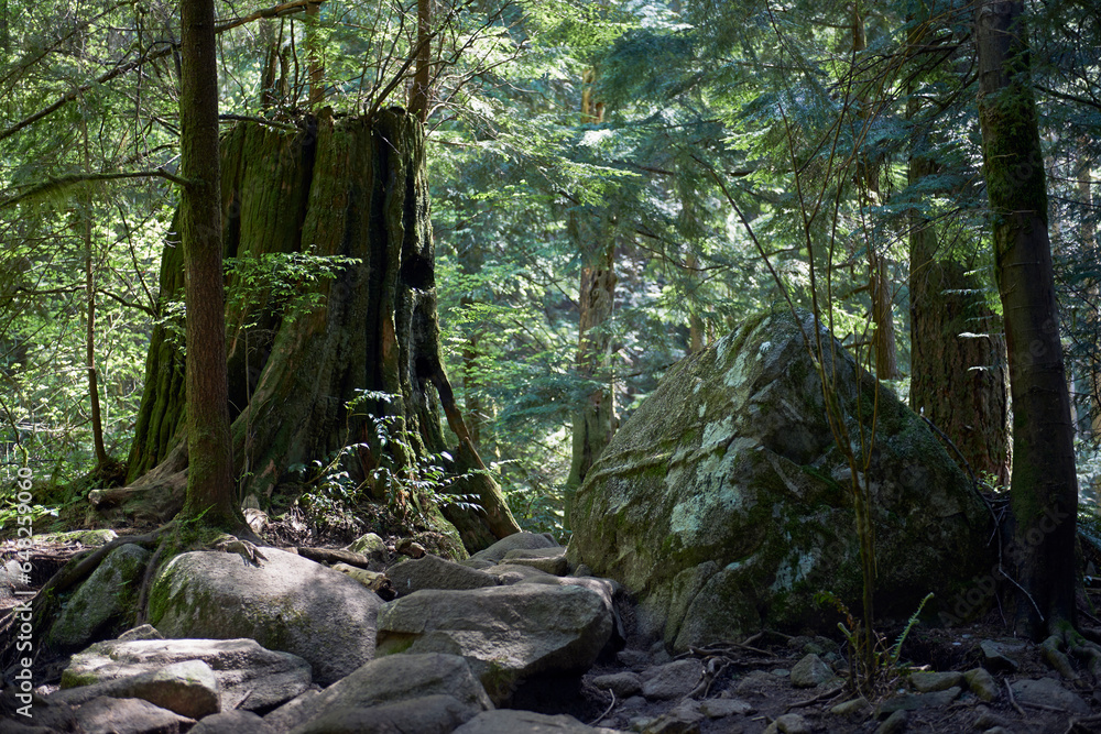 Old growth stump in lynn valley; North vancouver british columbia canada Old growth stump in lynn valley; North vancouver british columbia canada