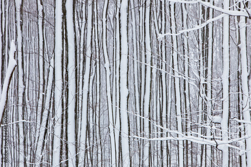 Fresh Falling Snow Covers Trees; Caledon, Ontario, Canada photo