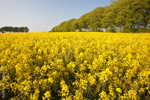 Fields Of Yellow Rapeseed In The Typical English Countryside Of Rolling Hills Around The Village Of Ashmore; Wiltshire, England photo