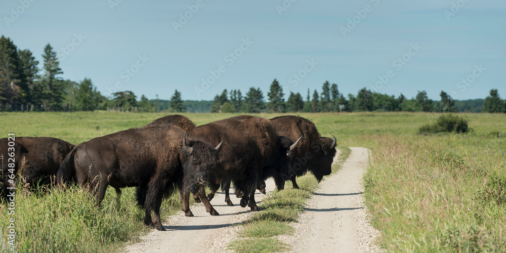 A Herd Of American Bison (Bison Bison) Crossing A Dirt Road In Riding Mountain National Park; Manitoba, Canada A Herd Of American Bison (Bison Bison) Crossing A Dirt Road In Riding Mountain National Park; Manitoba, Canada