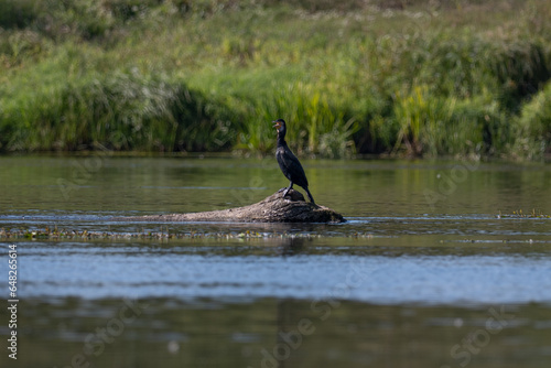 Cormorant on the Narew River in Poland